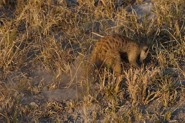 281 Kalahari woestijn, stokstaartje.jpg